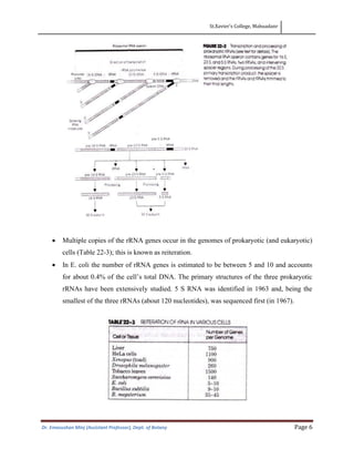 St.Xavier’s College, Mahuadanr
Dr. Emasushan Minj (Assistant Professor), Dept. of Botany Page 6
• Multiple copies of the rRNA genes occur in the genomes of prokaryotic (and eukaryotic)
cells (Table 22-3); this is known as reiteration.
• In E. coli the number of rRNA genes is estimated to be between 5 and 10 and accounts
for about 0.4% of the cell’s total DNA. The primary structures of the three prokaryotic
rRNAs have been extensively studied. 5 S RNA was identified in 1963 and, being the
smallest of the three rRNAs (about 120 nucleotides), was sequenced first (in 1967).
 