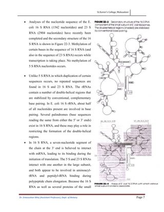 St.Xavier’s College, Mahuadanr
Dr. Emasushan Minj (Assistant Professor), Dept. of Botany Page 7
• Analyses of the nucleotide sequence of the E.
coli 16 S RNA (1542 nucleotides) and 23 S
RNA (2904 nucleotides) have recently been
completed and the secondary structure of the 16
S RNA is shown in Figure 22-3. Methylation of
certain bases in the sequence of 16 S RNA (and
also in the sequence of 23 S RNA) occurs while
transcription is taking place. No methylation of
5 S RNA nucleotides occurs.
• Unlike 5 S RNA in which duplication of certain
sequences occurs, no repeated sequences are
found in 16 S and 23 S RNA. The rRNAs
contain a number of double-helical regions that
are stabilized by conventional, complementary
base pairing. In E. coli 16 S rRNA, about half
of all nucleotides present are involved in base
pairing. Several palindromes (base sequences
reading the same from either the 5′ or 3′ ends)
exist in 16 S RNA, and these may play a role in
restricting the formation of the double-helical
regions.
• In 16 S RNA, a seven-nucleotide segment of
the chain at the 3′ end is believed to interact
with mRNA, leading to its binding during the
initiation of translation. The 5 S and 23 S RNAs
interact with one another in the large subunit,
and both appear to be involved in aminoacyl-
tRNA and peptidyl-tRNA binding during
polypeptide chain elongation. Because the 16 S
RNA as well as several proteins of the small
 