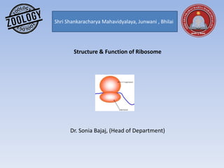 Structure & Function of Ribosome
Dr. Sonia Bajaj, (Head of Department)
Shri Shankaracharya Mahavidyalaya, Junwani , Bhilai
 