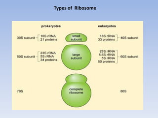Ribosome PPTX
