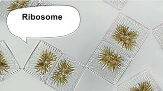 Ribosome
 