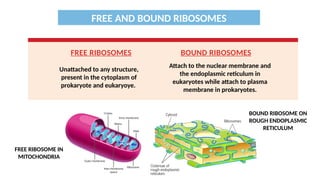 RIBOSOME: (PROKARYOTIC AND EUKARYOTIC) AND (FREE AND BOUND) | PPTX