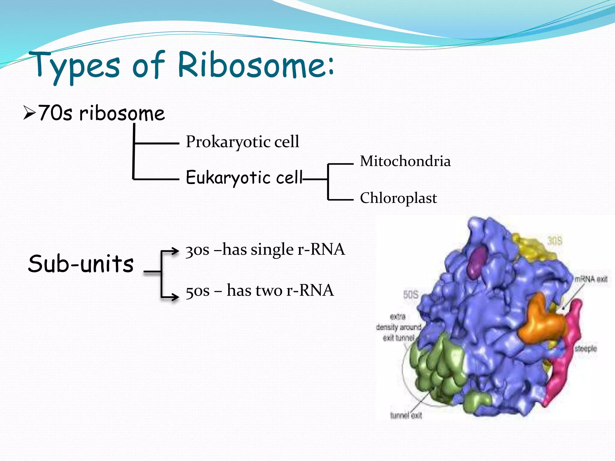 Ribosome 1st PPTX