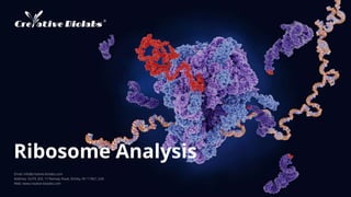 Ribosome Analysis
Email: info@creative-biolabs.com
Address: SUITE 203, 17 Ramsey Road, Shirley, NY 11967, USA
Web: www.creative-biolabs.com
 