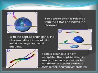 Ribosome in relation to cell growths & vision | PPTX
