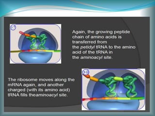 Ribosome in relation to cell growths & vision