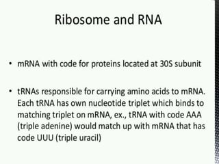 Ribosome structure and functions.ppt