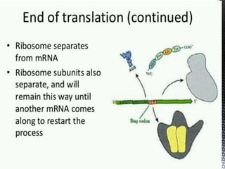 Ribosome structure and functions.ppt