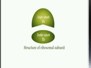 Ribosome structure and functions.ppt