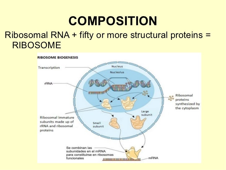 of composition ribosomes Ribosomes