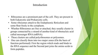 Introduction
• Ribosomes are a prominent part of the cell. They are present in
both Eukaryotic and Prokaryotic cells.
• So...