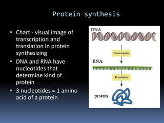 Protein synthesis
• Chart - visual image of
transcription and
translation in protein
synthesizing
• DNA and RNA have
nucleotides that
determine kind of
protein
• 3 nucleotides = 1 amino
acid of a protein
 