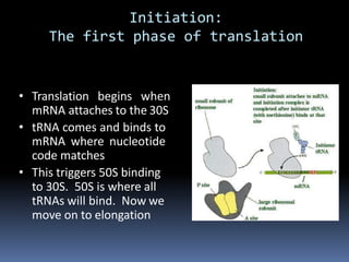 Initiation:
The first phase of translation
• Translation begins when
mRNA attaches to the 30S
• tRNA comes and binds to
mRNA where nucleotide
code matches
• This triggers 50S binding
to 30S. 50S is where all
tRNAs will bind. Now we
move on to elongation
 