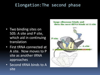Elongation:The second phase
• Two binding sites on
50S: A site and P site,
which aid in continuing
translation
• First tRNA connected at
A site. Now moves to P
site as another tRNA
approaches
• Second tRNA binds to A
site
 