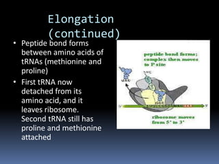 Elongation
(continued)
• Peptide bond forms
between amino acids of
tRNAs (methionine and
proline)
• First tRNA now
detached from its
amino acid, and it
leaves ribosome.
Second tRNA still has
proline and methionine
attached
 