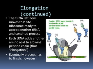 Elongation
(continued)
• The tRNA left now
moves to P site.
Ribosome ready to
accept another tRNA
and continue process
• Each tRNA adds another
amino acid to growing
peptide chain (thus
“elongation”)
• Eventually process has
to finish, however
 