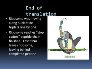 End of
translation
• Ribosome was moving
along nucleotide
triplets one by one
• Ribosome reaches “stop
codon,” peptide chain
finished. Last tRNA
leaves ribosome,
leaving behind
completed peptide
 