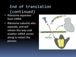 End of translation
(continued)
• Ribosome separates
from mRNA
• Ribosome subunits also
separate, and will
remain this way until
another mRNA comes
along to restart the
process
 