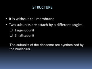 STRUCTURE
• It is without cell membrane.
• Two subunits are attach by a different angles.
 Large subunit
 Small subunit
The subunits of the ribosome are synthesized by
the nucleolus.
 
