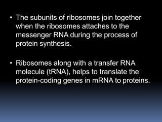 • The subunits of ribosomes join together
when the ribosomes attaches to the
messenger RNA during the process of
protein synthesis.
• Ribosomes along with a transfer RNA
molecule (tRNA), helps to translate the
protein-coding genes in mRNA to proteins.
 