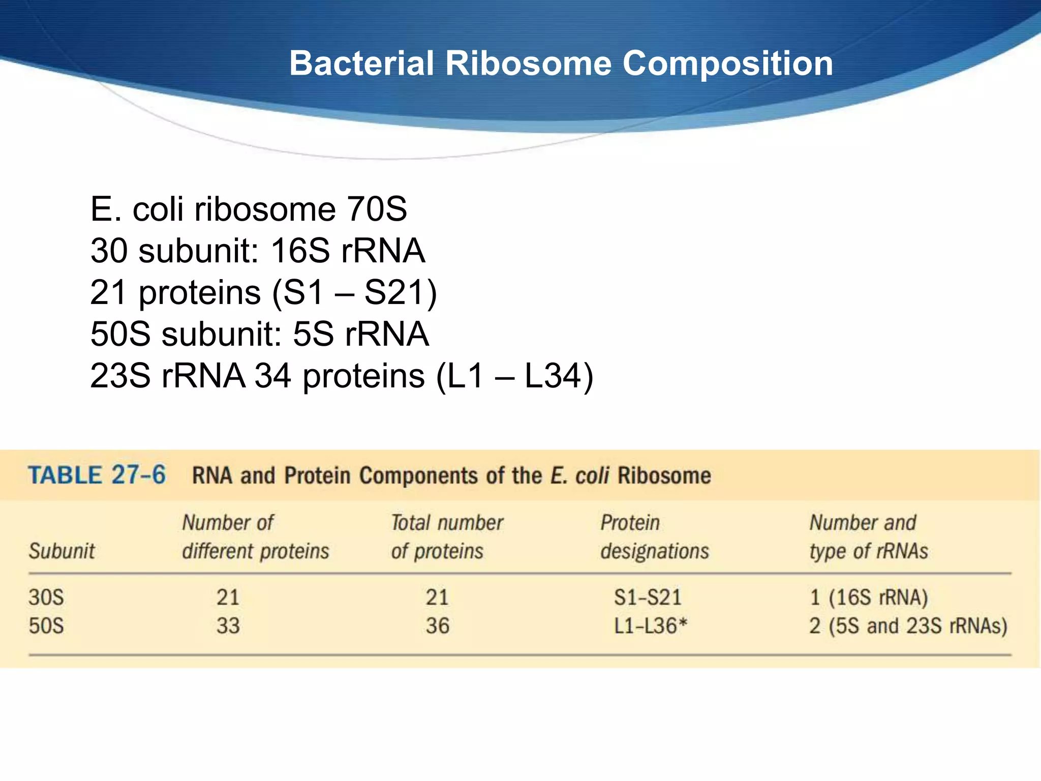 E. coli ribosome 70S
30 subunit: 16S rRNA
21 proteins (S1 – S21)
50S subunit: 5S rRNA
23S rRNA 34 proteins (L1 – L34)
Bacterial Ribosome Composition
 