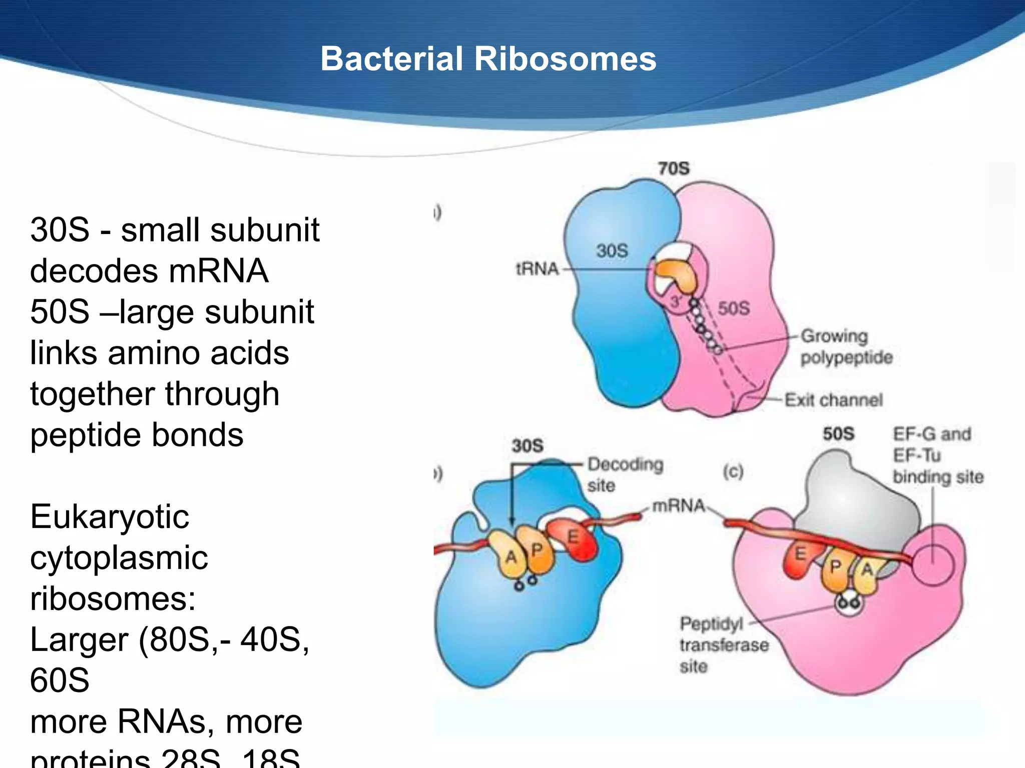 Bacterial Ribosomes
30S - small subunit
decodes mRNA
50S –large subunit
links amino acids
together through
peptide bonds
Eukaryotic
cytoplasmic
ribosomes:
Larger (80S,- 40S,
60S
more RNAs, more
 