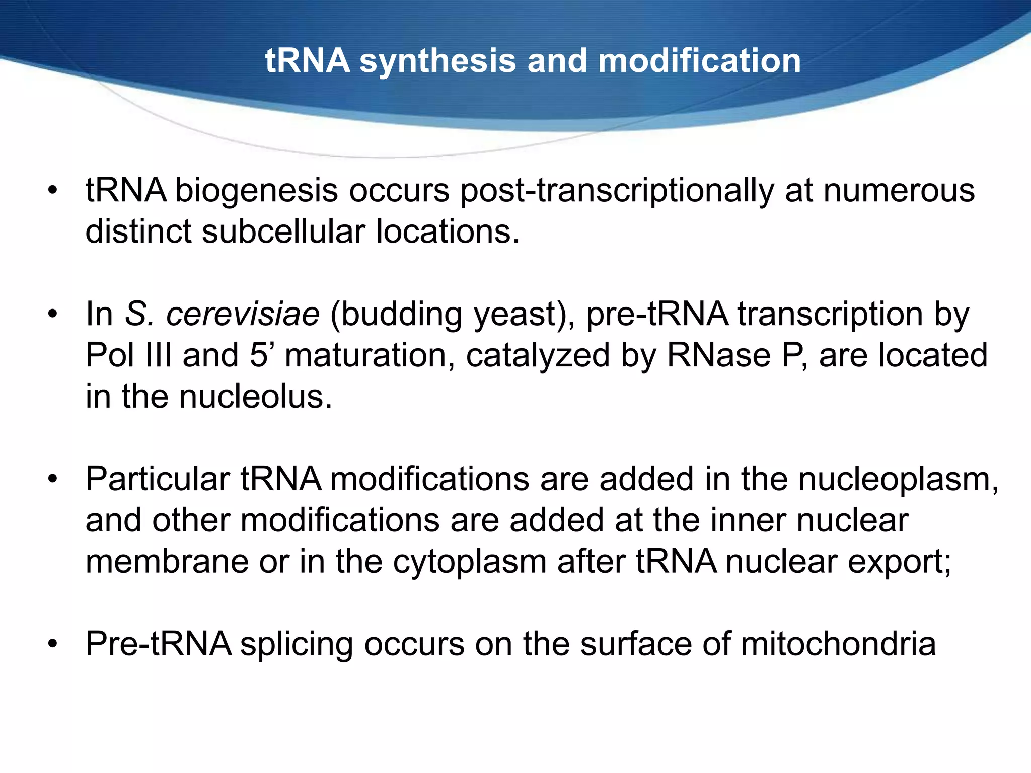 • tRNA biogenesis occurs post-transcriptionally at numerous
distinct subcellular locations.
• In S. cerevisiae (budding yeast), pre-tRNA transcription by
Pol III and 5’ maturation, catalyzed by RNase P, are located
in the nucleolus.
• Particular tRNA modifications are added in the nucleoplasm,
and other modifications are added at the inner nuclear
membrane or in the cytoplasm after tRNA nuclear export;
• Pre-tRNA splicing occurs on the surface of mitochondria
tRNA synthesis and modification
 