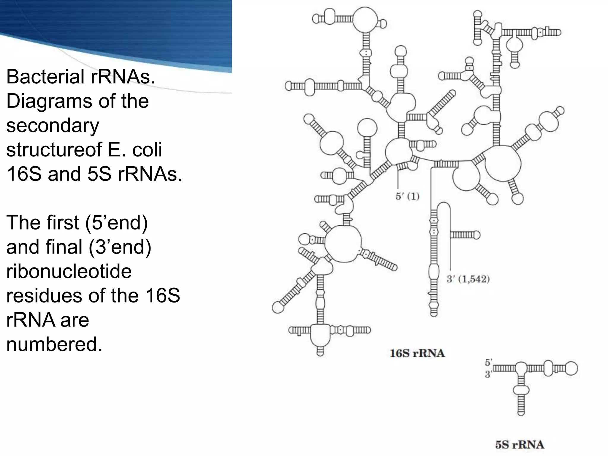 Bacterial rRNAs.
Diagrams of the
secondary
structureof E. coli
16S and 5S rRNAs.
The first (5’end)
and final (3’end)
ribonucleotide
residues of the 16S
rRNA are
numbered.
 