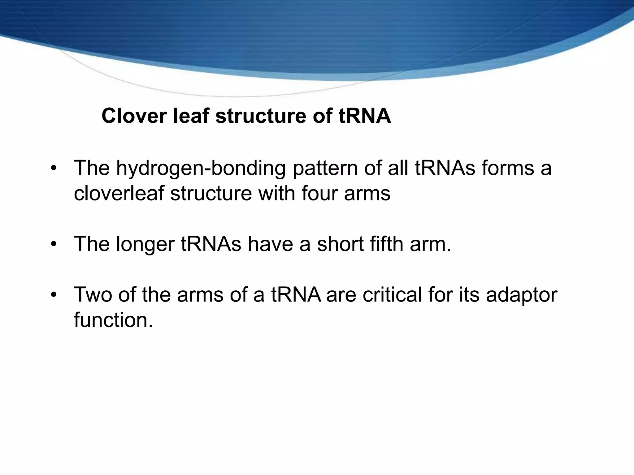 • The hydrogen-bonding pattern of all tRNAs forms a
cloverleaf structure with four arms
• The longer tRNAs have a short fifth arm.
• Two of the arms of a tRNA are critical for its adaptor
function.
Clover leaf structure of tRNA
 