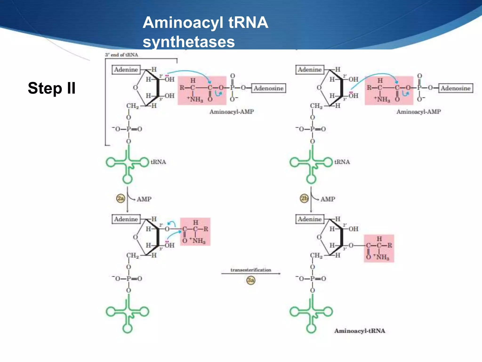 Aminoacyl tRNA
synthetases
Step II
 