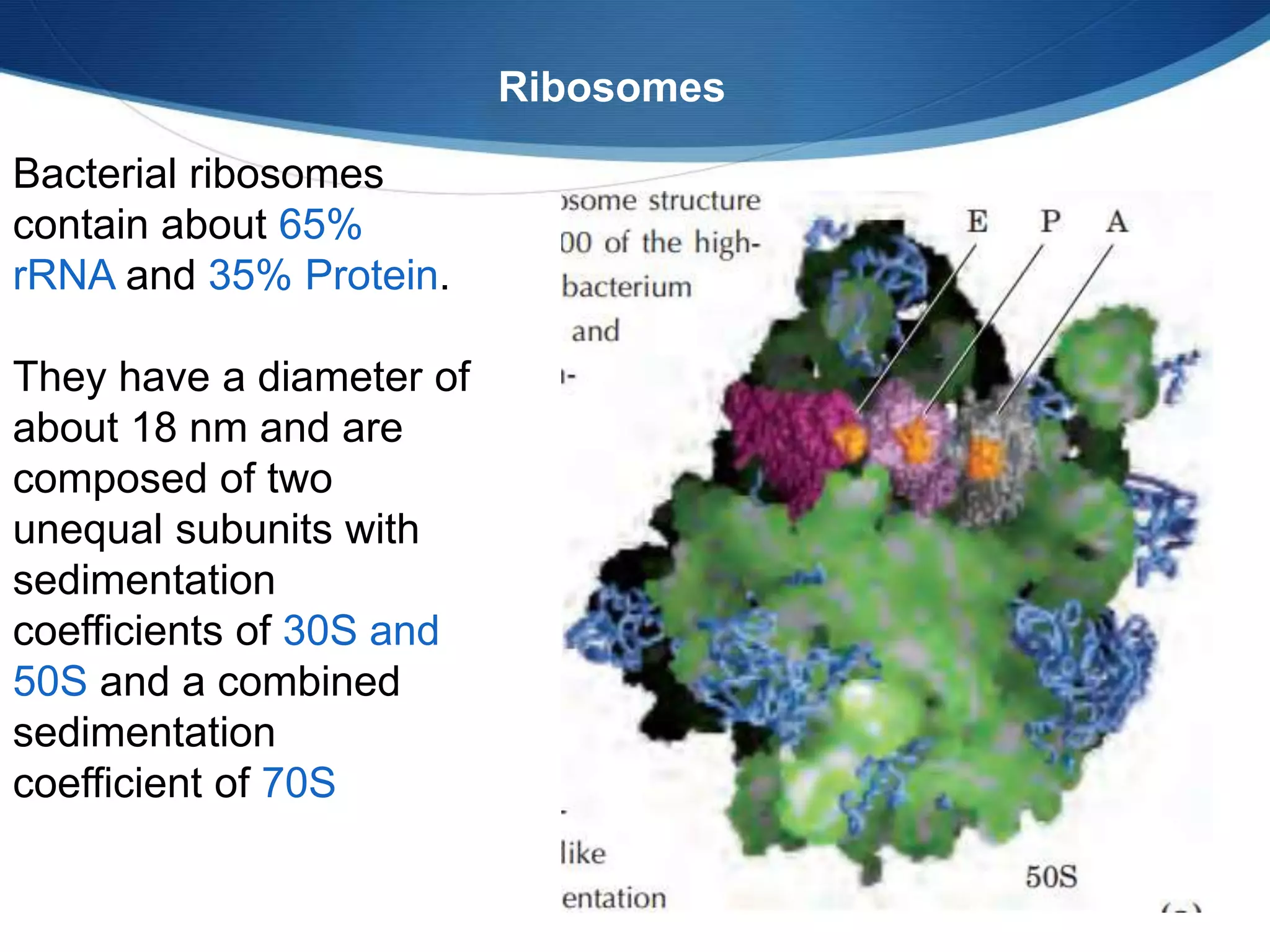 Bacterial ribosomes
contain about 65%
rRNA and 35% Protein.
They have a diameter of
about 18 nm and are
composed of two
unequal subunits with
sedimentation
coefficients of 30S and
50S and a combined
sedimentation
coefficient of 70S
Ribosomes
 