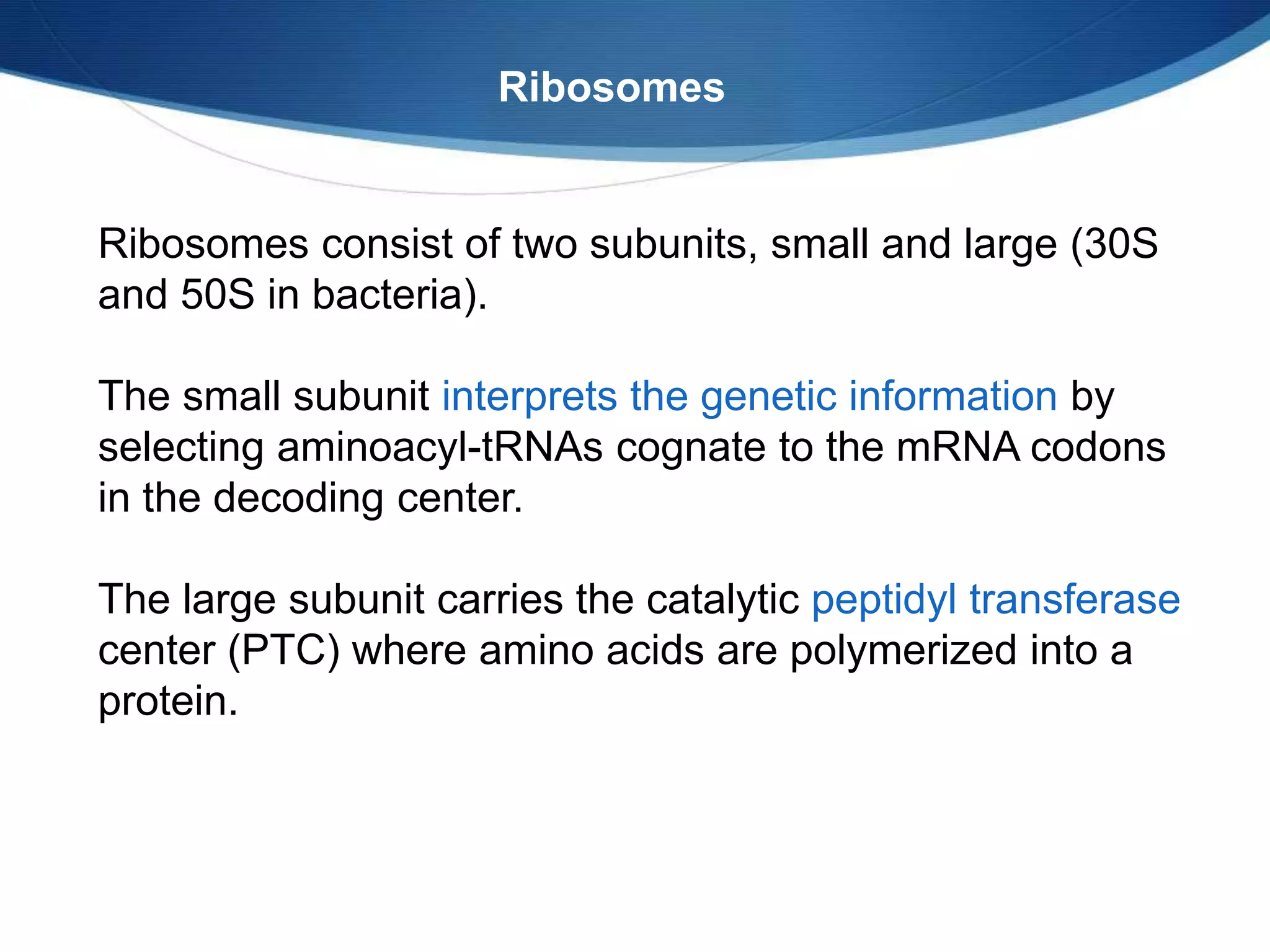 Ribosomes consist of two subunits, small and large (30S
and 50S in bacteria).
The small subunit interprets the genetic information by
selecting aminoacyl-tRNAs cognate to the mRNA codons
in the decoding center.
The large subunit carries the catalytic peptidyl transferase
center (PTC) where amino acids are polymerized into a
protein.
Ribosomes
 