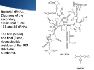 Bacterial rRNAs.
Diagrams of the
secondary
structureof E. coli
16S and 5S rRNAs.
The first (5’end)
and final (3’end)
ribonucleotide
residues of the 16S
rRNA are
numbered.
 