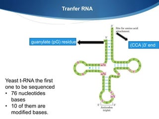 Tranfer RNA
Yeast t-RNA the first
one to be sequenced
• 76 nucleotides
bases
• 10 of them are
modified bases.
guanylate (pG) residue
(CCA )3’ end
 