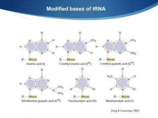 Modified bases of tRNA
 