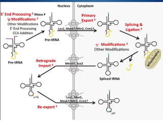 Modified bases of tRNA
 