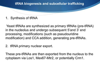 1. Synthesis of tRNA
Yeast tRNAs are synthesized as primary tRNAs (pre-tRNA)
in the nucleolus and undergo subsequent 5’and 3’ end
processing, modifications (such as pseudouridine
modification) and CCA addition, generating pre-tRNAs.
2. tRNA primary nuclear export.
These pre-tRNAs are then exported from the nucleus to the
cytoplasm via Los1, Mex67-Mtr2, or potentially Crm1.
tRNA biogenesis and subcellular trafficking
 