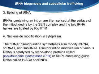 tRNA biogenesis and subcellular trafficking
3. Splicing of tRNA
tRNAs containing an intron are then spliced at the surface of
the mitochondria by the SEN complex and the two tRNA
halves are ligated by Rlg1/Trl1.
4. Nucleoside modification in cytoplasm.
The “tRNA” pseudouridine synthetases also modify mRNA,
snRNAs, and snoRNAs. Pseudouridine modification of various
RNAs is catalyzed by stand-alone proteins called
pseudouridine synthetases (Pus) or RNPs containing guide
RNAs called H/ACA snoRNPs.
 
