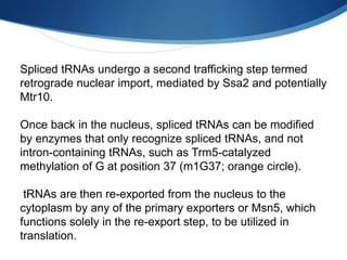 Spliced tRNAs undergo a second trafficking step termed
retrograde nuclear import, mediated by Ssa2 and potentially
Mtr10.
Once back in the nucleus, spliced tRNAs can be modified
by enzymes that only recognize spliced tRNAs, and not
intron-containing tRNAs, such as Trm5-catalyzed
methylation of G at position 37 (m1G37; orange circle).
tRNAs are then re-exported from the nucleus to the
cytoplasm by any of the primary exporters or Msn5, which
functions solely in the re-export step, to be utilized in
translation.
 