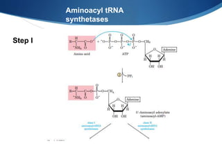 Aminoacyl tRNA
synthetases
Step I
 