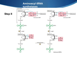 Aminoacyl tRNA
synthetases
Step II
 