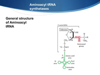 Aminoacyl tRNA
synthetases
General structure
of Aminoacyl
tRNA
 