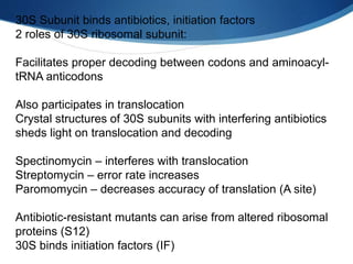30S Subunit binds antibiotics, initiation factors
2 roles of 30S ribosomal subunit:
Facilitates proper decoding between codons and aminoacyl-
tRNA anticodons
Also participates in translocation
Crystal structures of 30S subunits with interfering antibiotics
sheds light on translocation and decoding
Spectinomycin – interferes with translocation
Streptomycin – error rate increases
Paromomycin – decreases accuracy of translation (A site)
Antibiotic-resistant mutants can arise from altered ribosomal
proteins (S12)
30S binds initiation factors (IF)
 