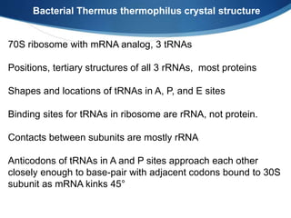 70S ribosome with mRNA analog, 3 tRNAs
Positions, tertiary structures of all 3 rRNAs, most proteins
Shapes and locations of tRNAs in A, P, and E sites
Binding sites for tRNAs in ribosome are rRNA, not protein.
Contacts between subunits are mostly rRNA
Anticodons of tRNAs in A and P sites approach each other
closely enough to base-pair with adjacent codons bound to 30S
subunit as mRNA kinks 45°
Bacterial Thermus thermophilus crystal structure
 