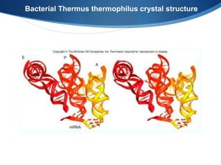 Bacterial Thermus thermophilus crystal structure
 