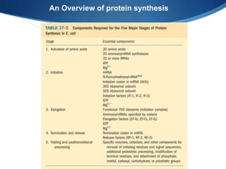 An Overview of protein synthesis
 