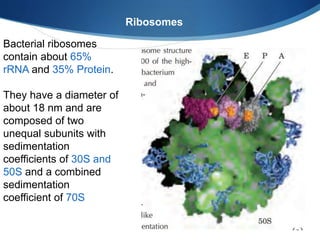 Bacterial ribosomes
contain about 65%
rRNA and 35% Protein.
They have a diameter of
about 18 nm and are
composed of two
unequal subunits with
sedimentation
coefficients of 30S and
50S and a combined
sedimentation
coefficient of 70S
Ribosomes
 