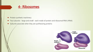 4- Ribosomes
 Protein synthetic machinery
 Two subunits - large and small - each made of protein and ribosomal RNA (rRNA)
 Subunits associate when they are synthesizing proteins
 