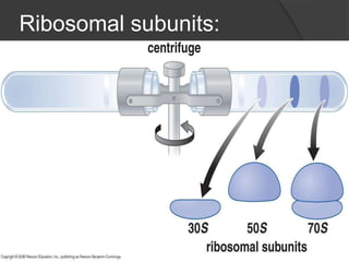 Ribosomal subunits:
 