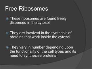 Free Ribosomes
 These ribosomes are found freely
dispersed in the cytosol
 They are involved in the synthesis of
proteins that work inside the cytosol
 They vary in number depending upon
the functionality of the cell types and its
need to synthesize proteins
 